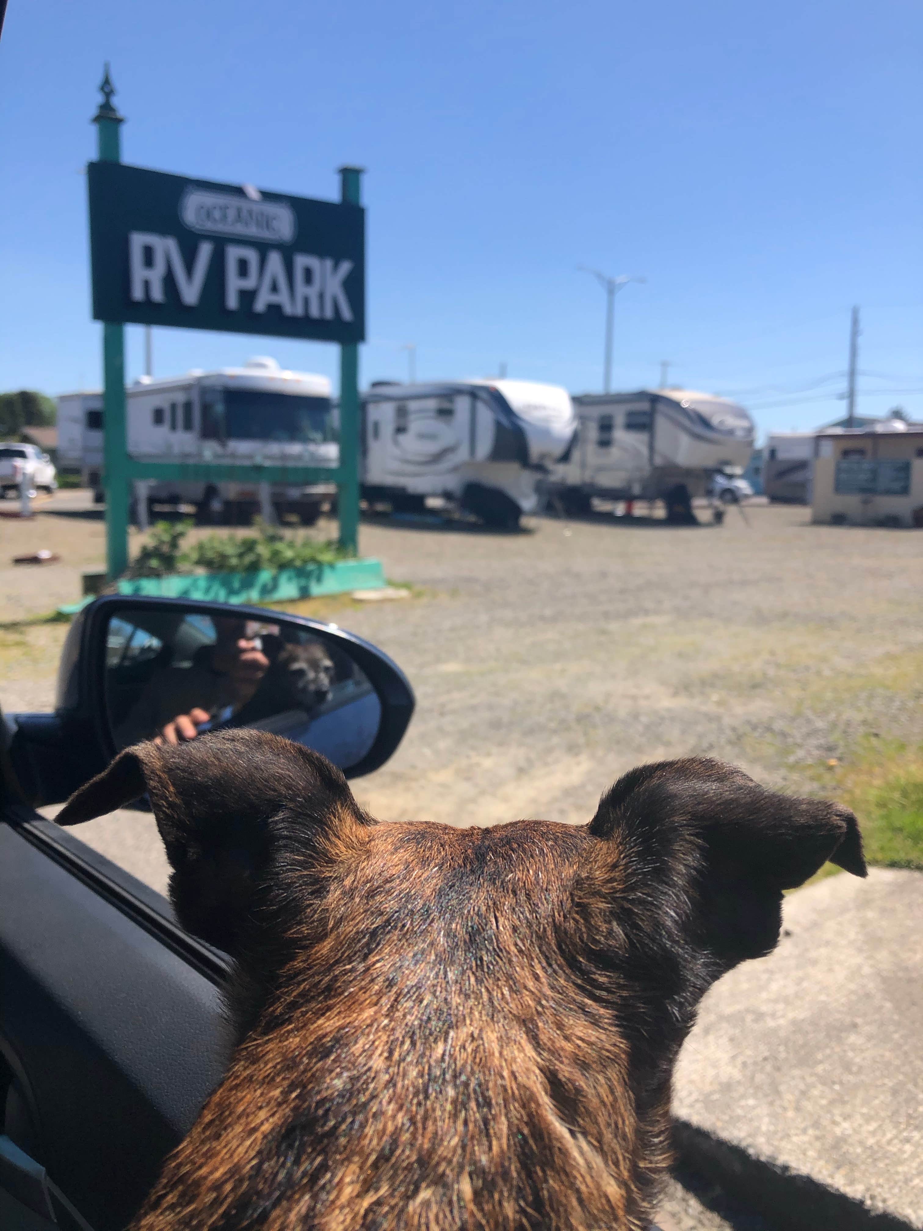 Alicia F.'s photo of camping with pets at Oceanic RV Park near Hammond, OR