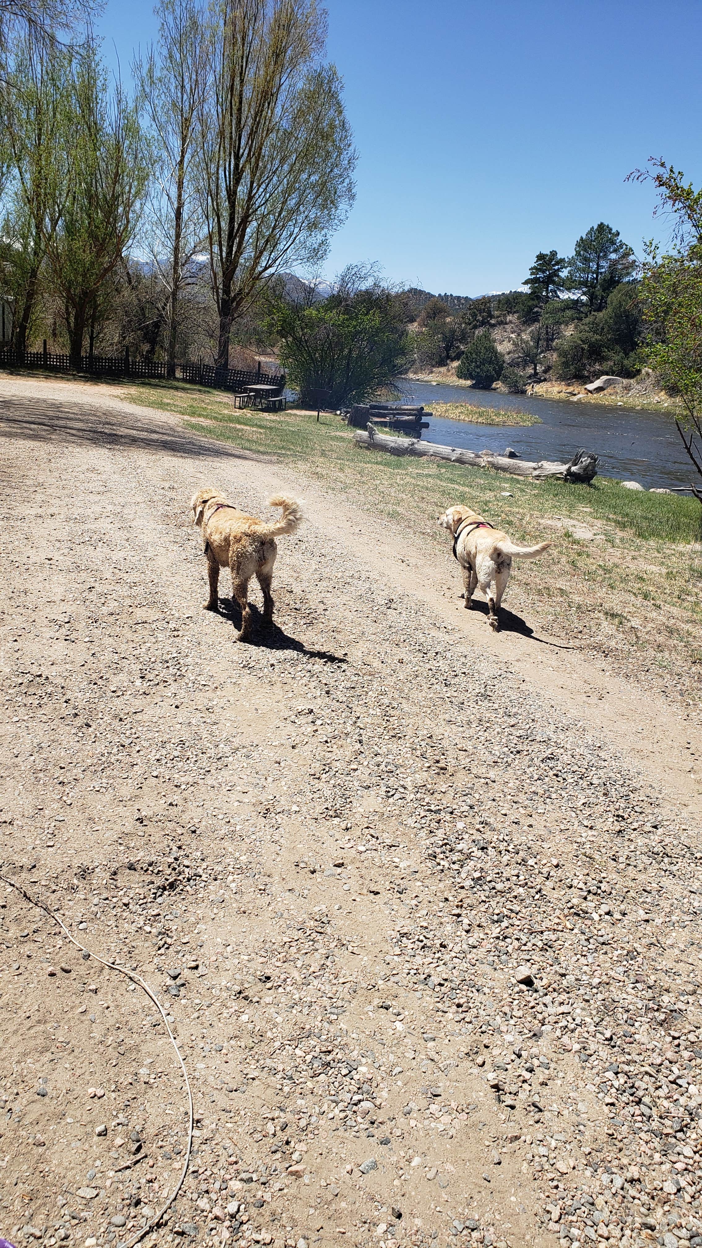 Amy C.'s photo of camping with pets at Sweetwater River Resort near Westcliffe, CO