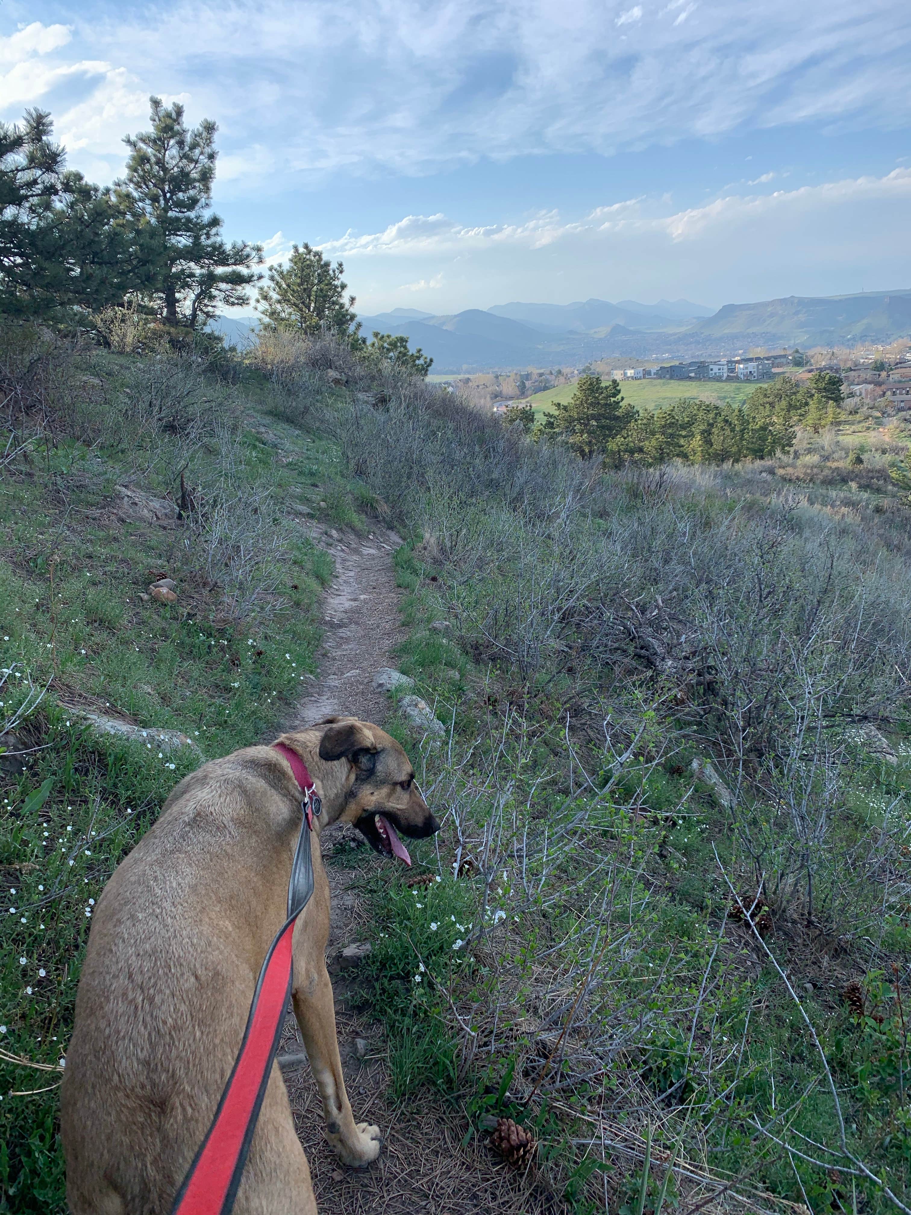 Gordon D.'s photo of camping with pets at Dakota Ridge RV Park near Twin Lakes, CO