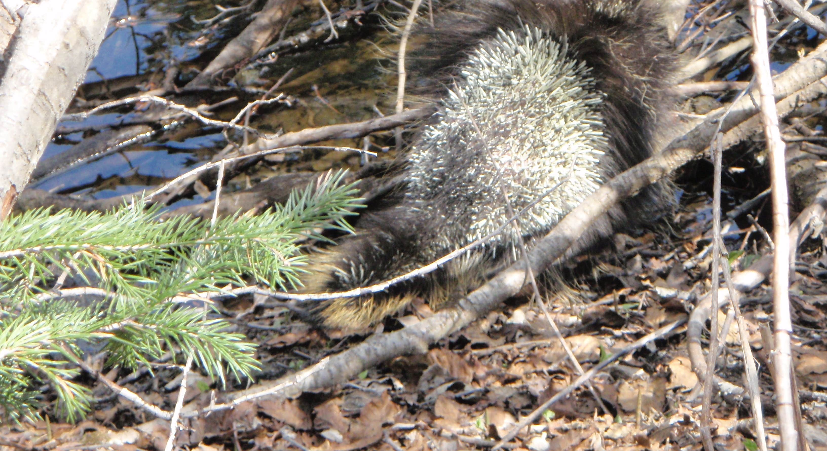 Porcupine Near Exit Glacier Campground in Kenai Fjords National Park