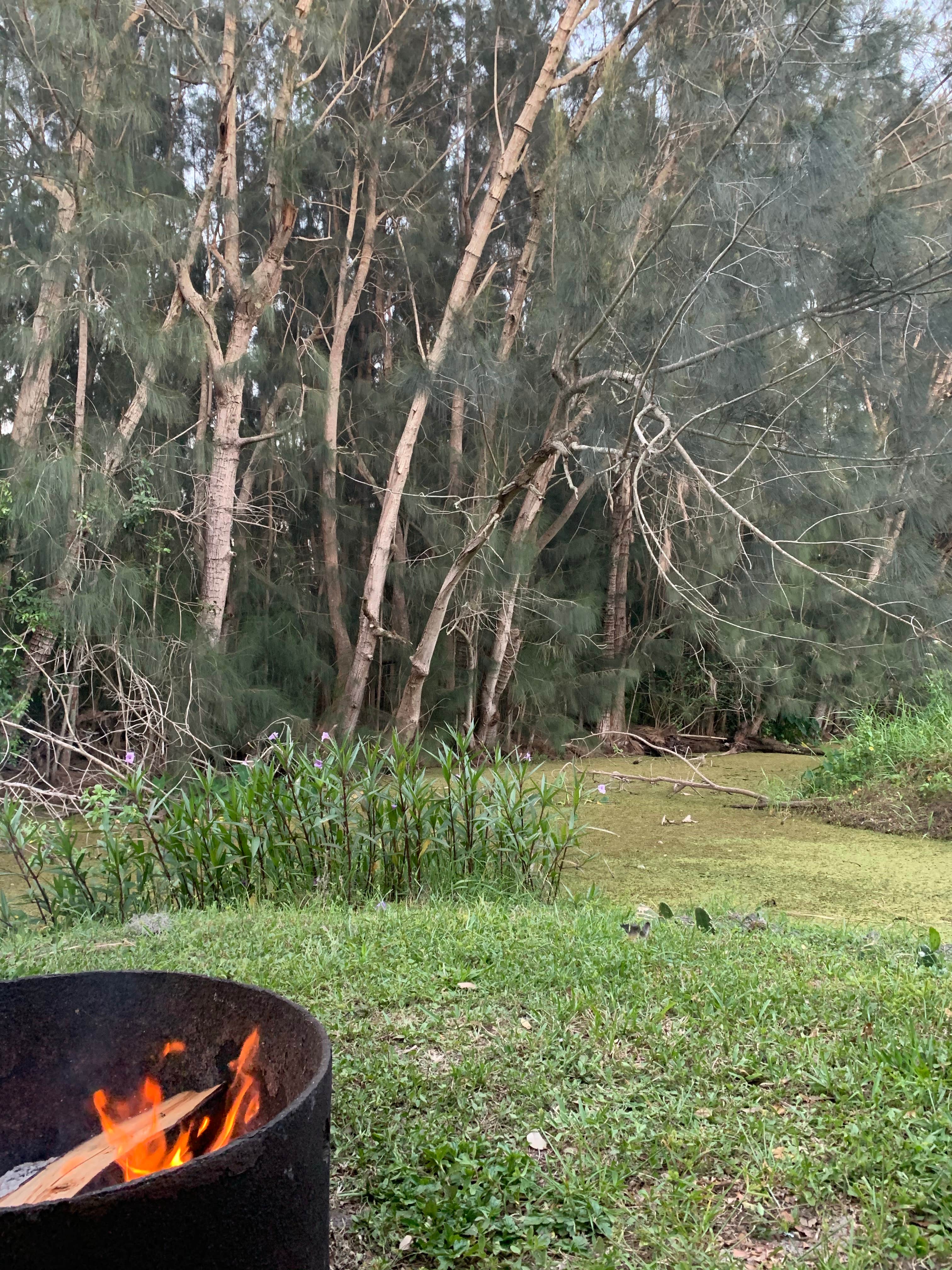 Camper submitted image from Vero Beach Kamp - 2