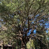 Review photo of Palomar Mountain State Park Campground by Mike H., May 10, 2020