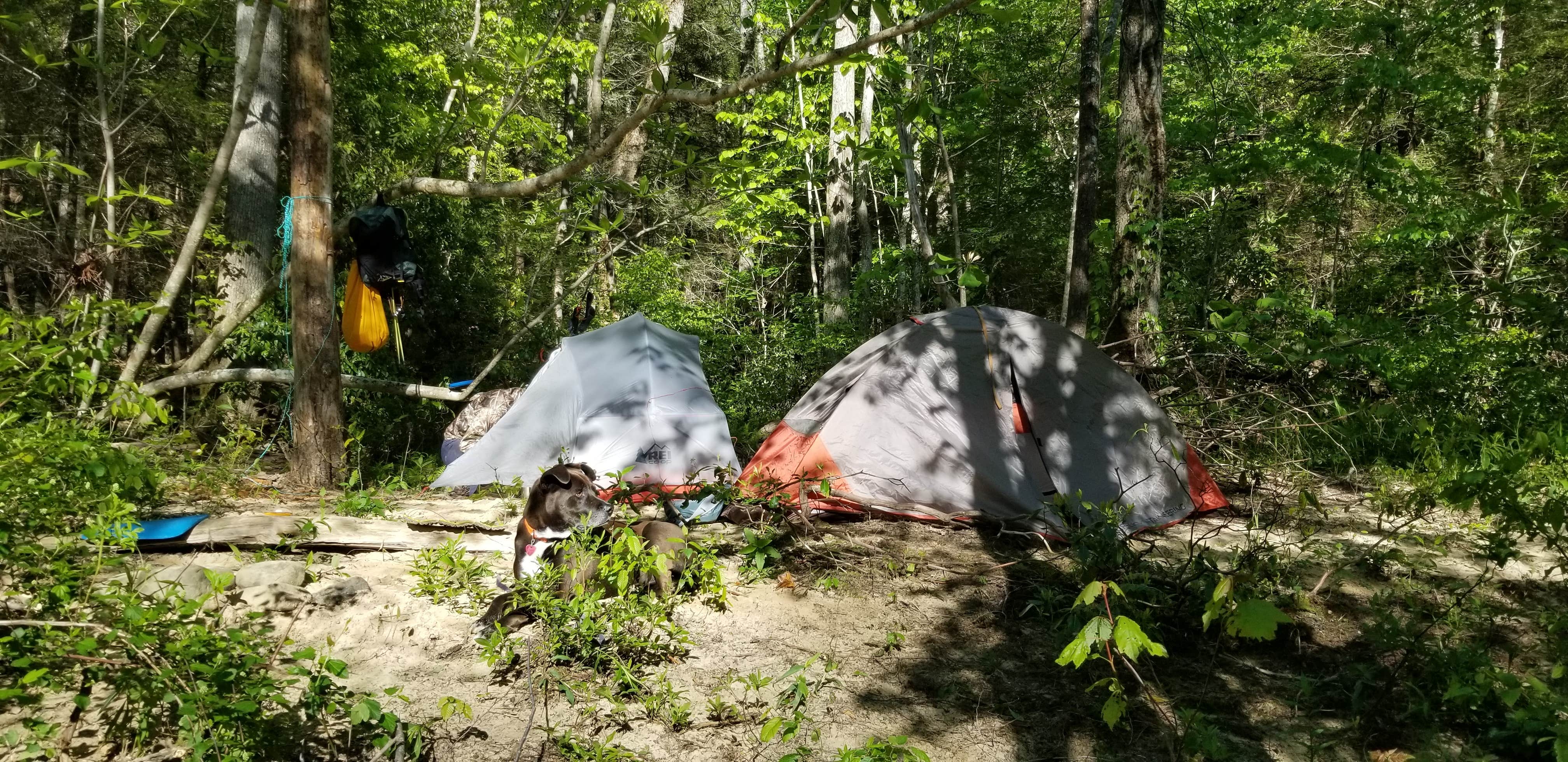 Katrin M.'s photo of tent camping at Burnt Mill Bridge Loop near Clinton, TN