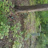 Review photo of Devils Elbow Recreation Area by Staci R., September 23, 2017