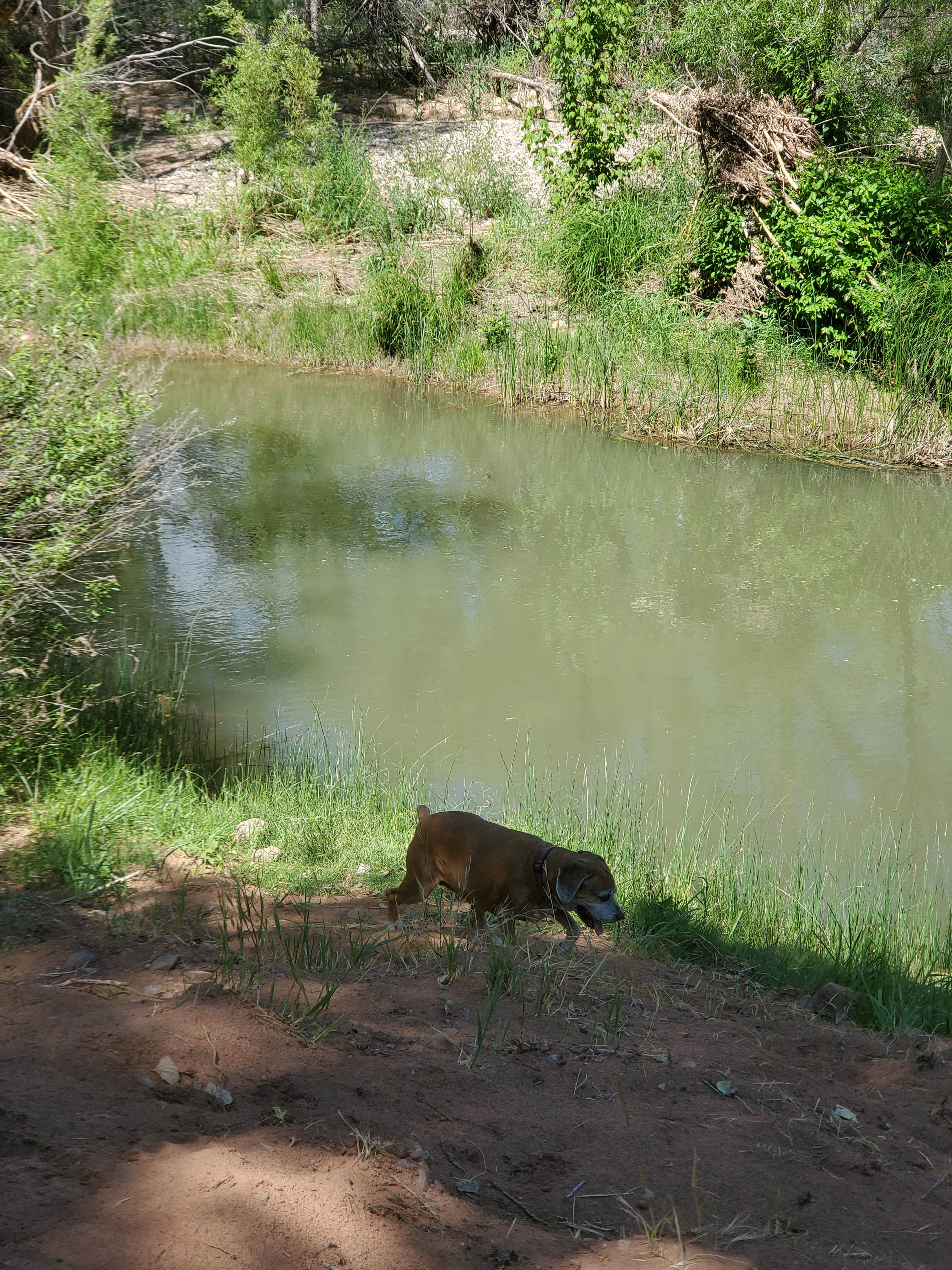 Camper-submitted photo at Verde River RV Resort & Cottages near Camp Verde, AZ