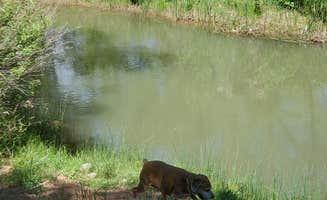 Thomas S.'s photo of camping with pets at Verde River RV Resort & Cottages near Cottonwood, AZ