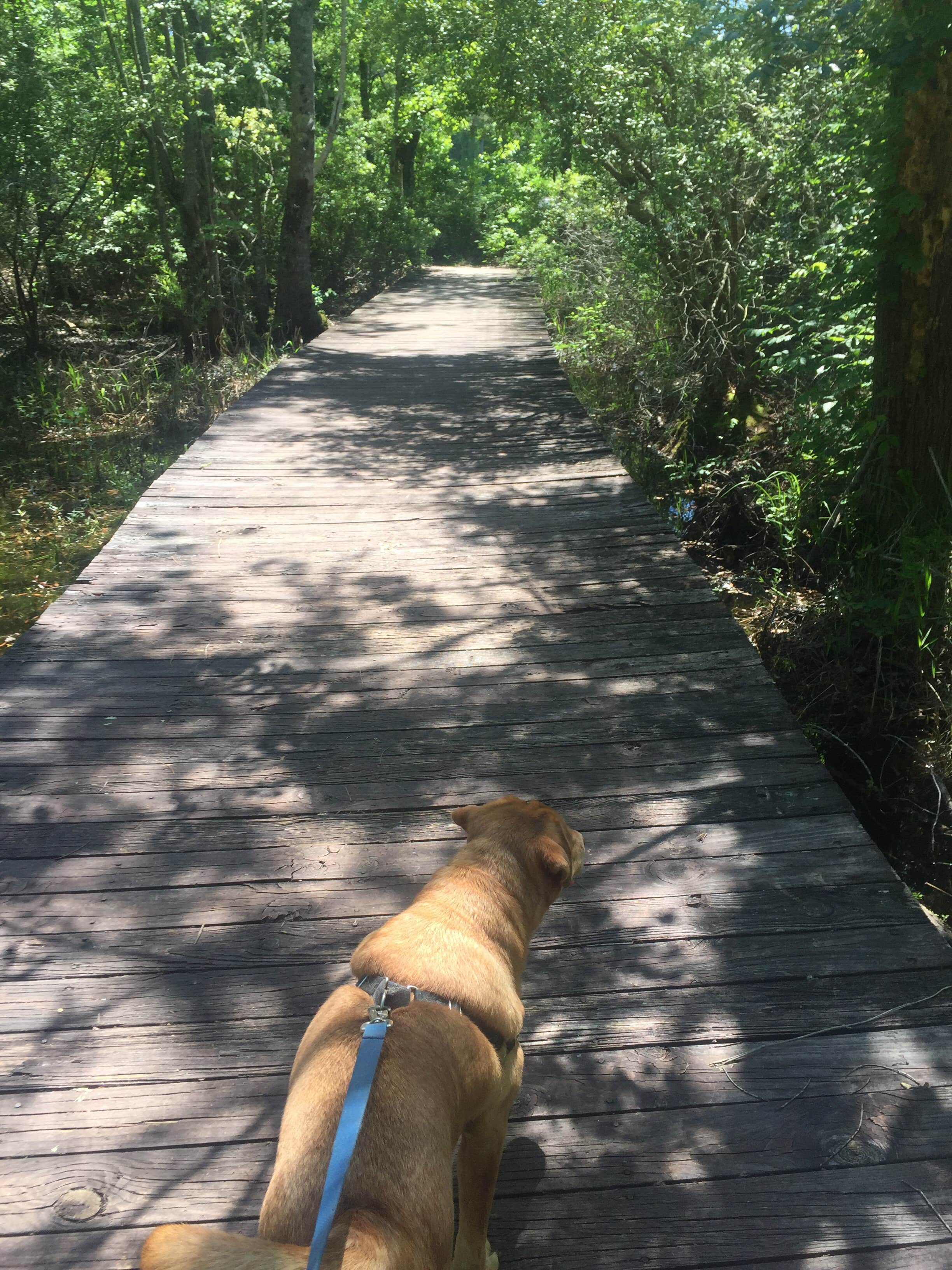 Camper submitted image from Magnolia Springs State Park Campground - 1