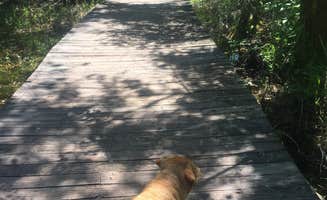 Jay B.'s photo of camping with pets at Magnolia Springs State Park Campground near Williston, SC