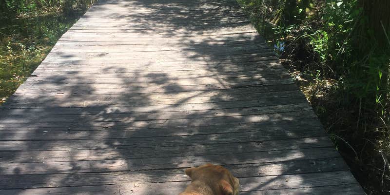 Camper submitted image from Magnolia Springs State Park Campground