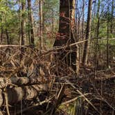 Review photo of Jackson Washington State Forest by Stephen & Theresa B., May 12, 2020