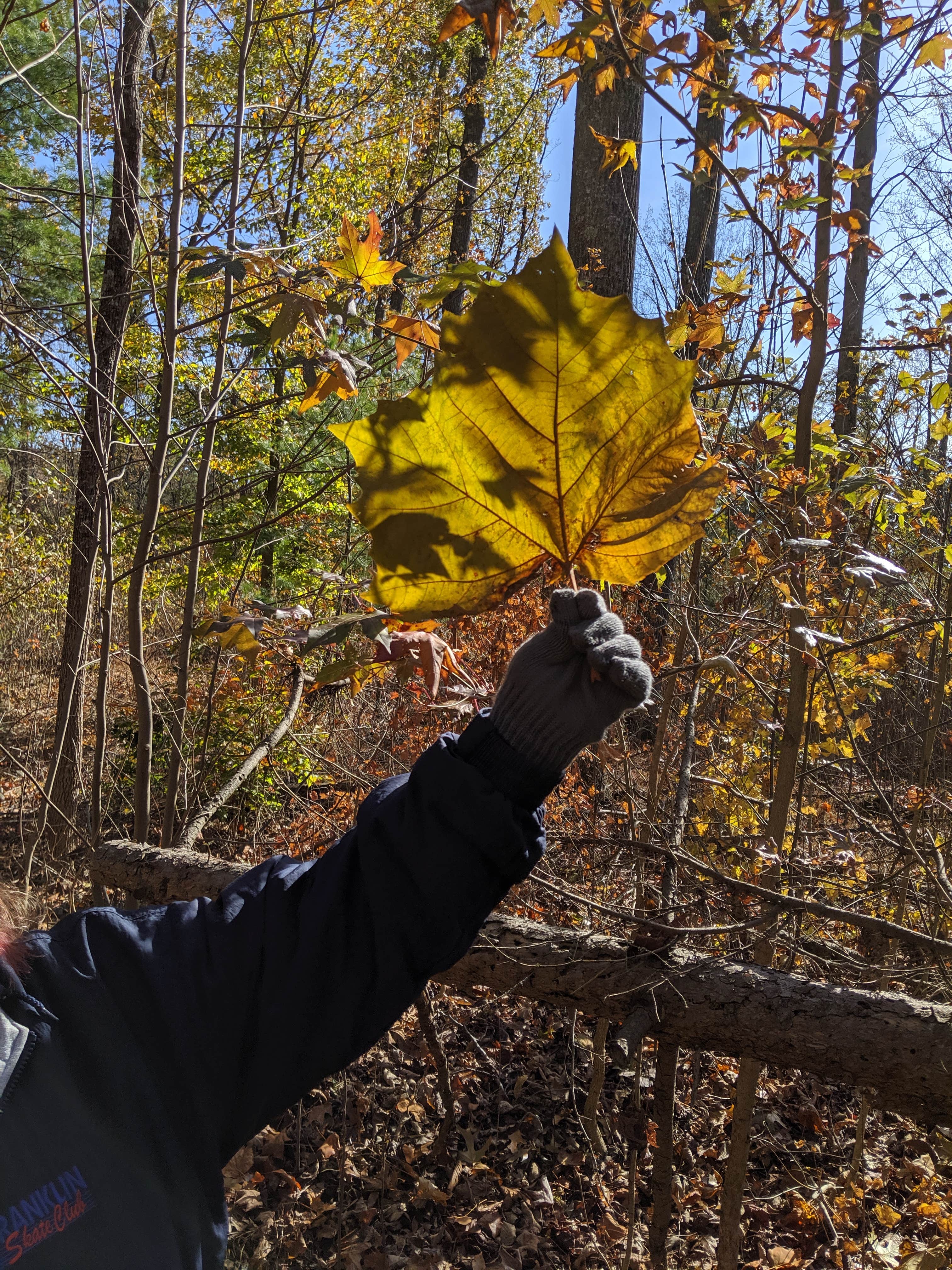 Camper-submitted photo at Jackson Washington State Forest near Hoosier National Forest