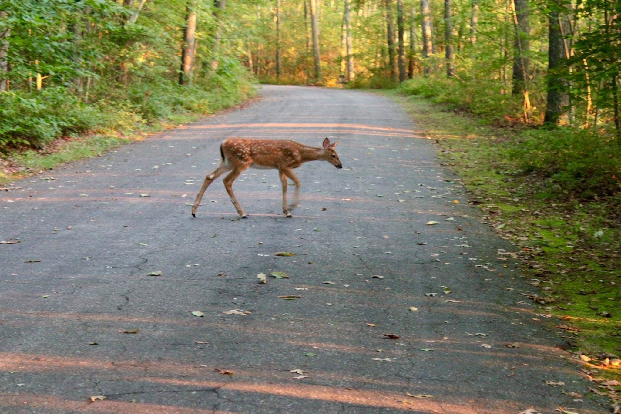 Alex S.'s photo of camping with pets at Rocky Neck State Park Campground near Cutchogue, NY