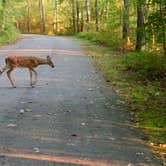 Review photo of Rocky Neck State Park Campground by Alex S., May 13, 2020