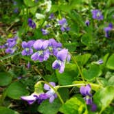 Review photo of Honeysuckle Hollow — Chain O' Lakes State Park by GoWhereYouAreDraw N., May 12, 2020