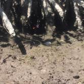 Review photo of Elliott Key — Biscayne National Park by Elizabeth G., September 25, 2017