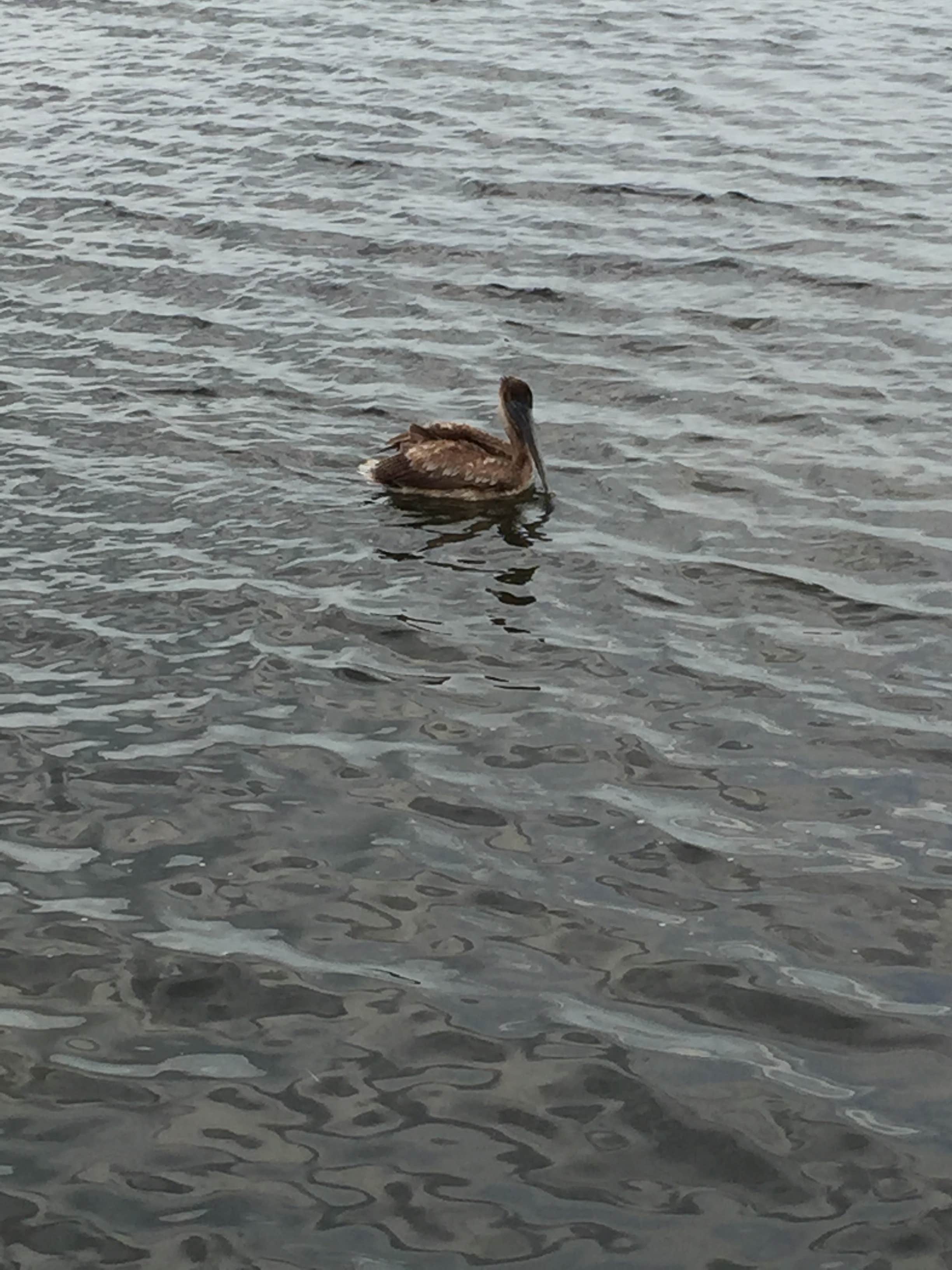Camper-submitted photo at Elliott Key — Biscayne National Park near Biscayne National Park