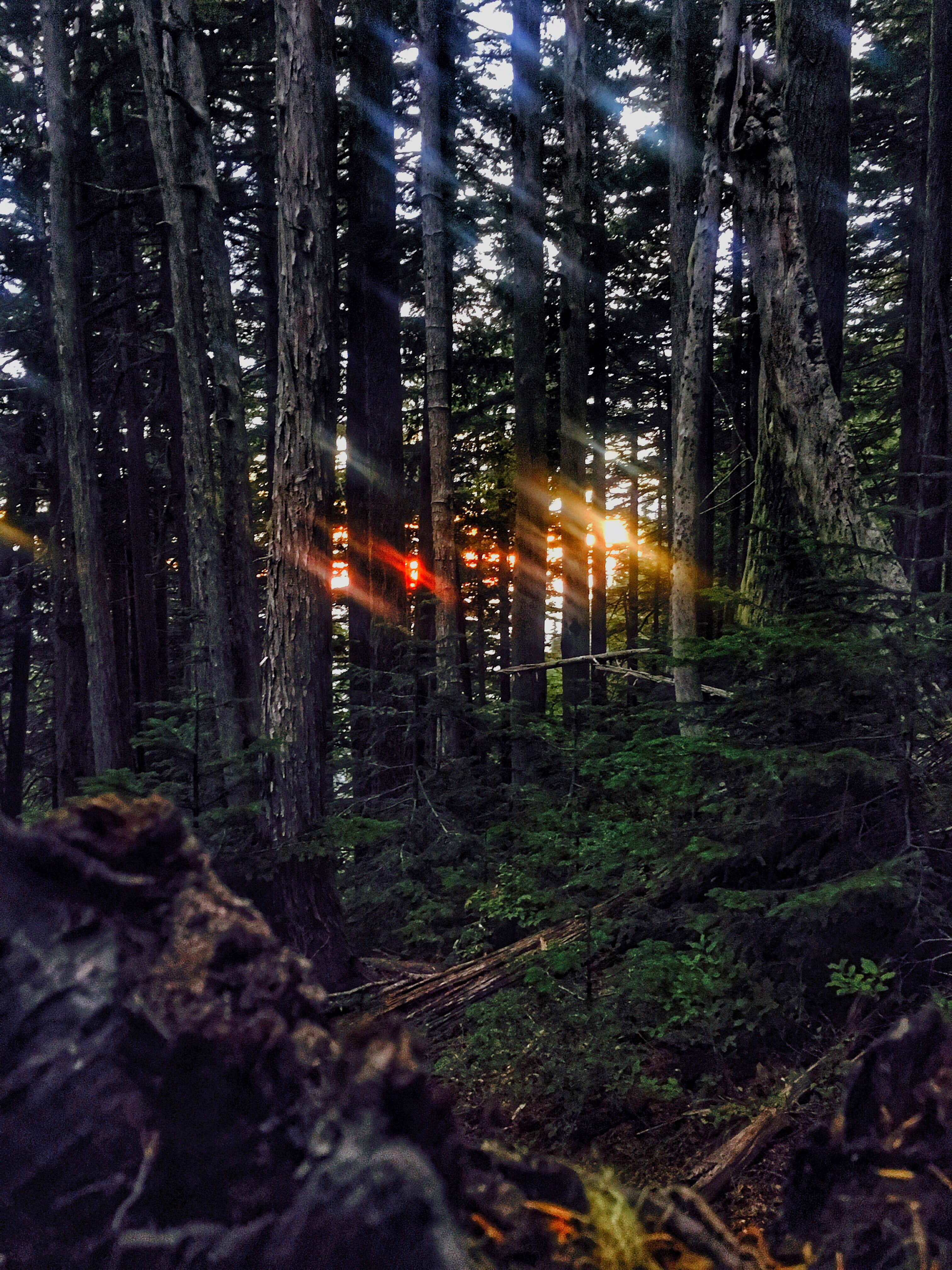 Camper-submitted photo at Eagles Roost Camp — Mount Rainier National Park near Lake Tapps, WA