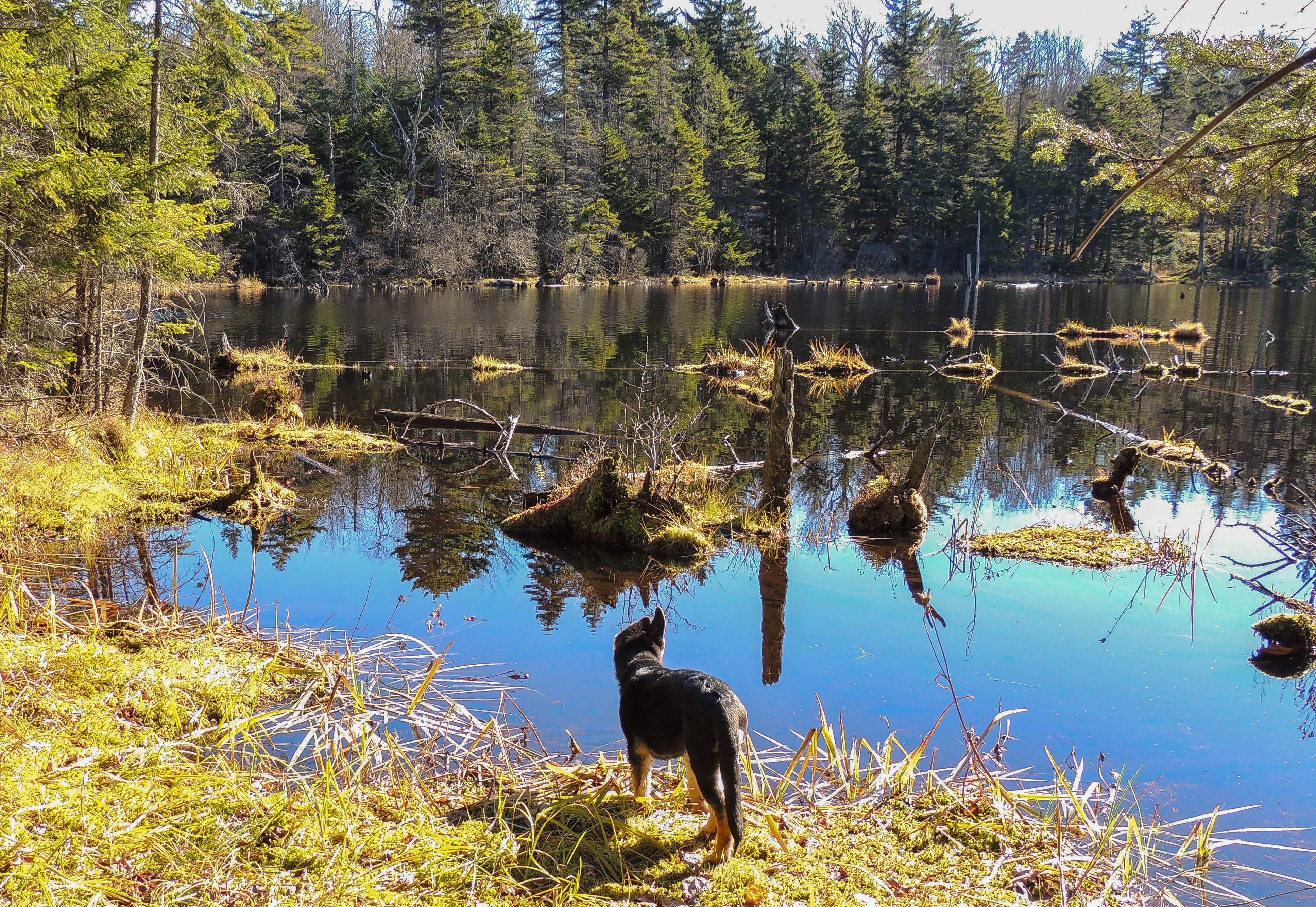 Camper submitted image from Woodford State Park Campground - 3