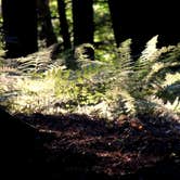 Review photo of Quechee State Park Campground by Tara S., September 25, 2017