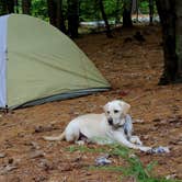 Review photo of Quechee State Park Campground by Tara S., September 25, 2017