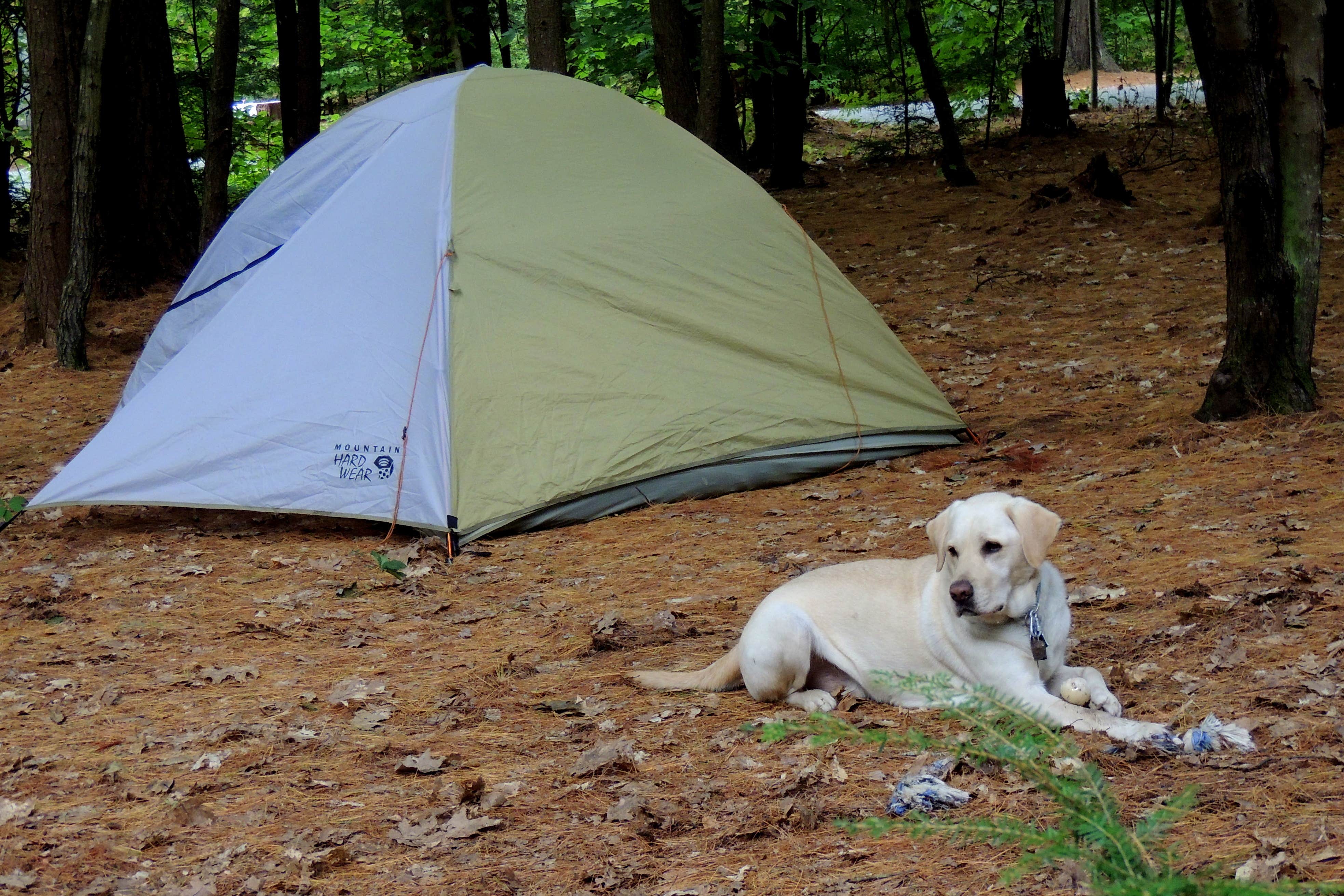 Camper submitted image from Quechee State Park Campground - 1