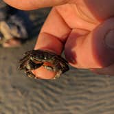 Review photo of South Beach State Park Campground by Erik C., May 15, 2020