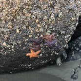 Review photo of South Beach State Park Campground by Erik C., May 15, 2020