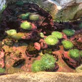 Review photo of South Beach State Park Campground by Erik C., May 15, 2020