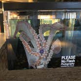 Review photo of South Beach State Park Campground by Erik C., May 15, 2020