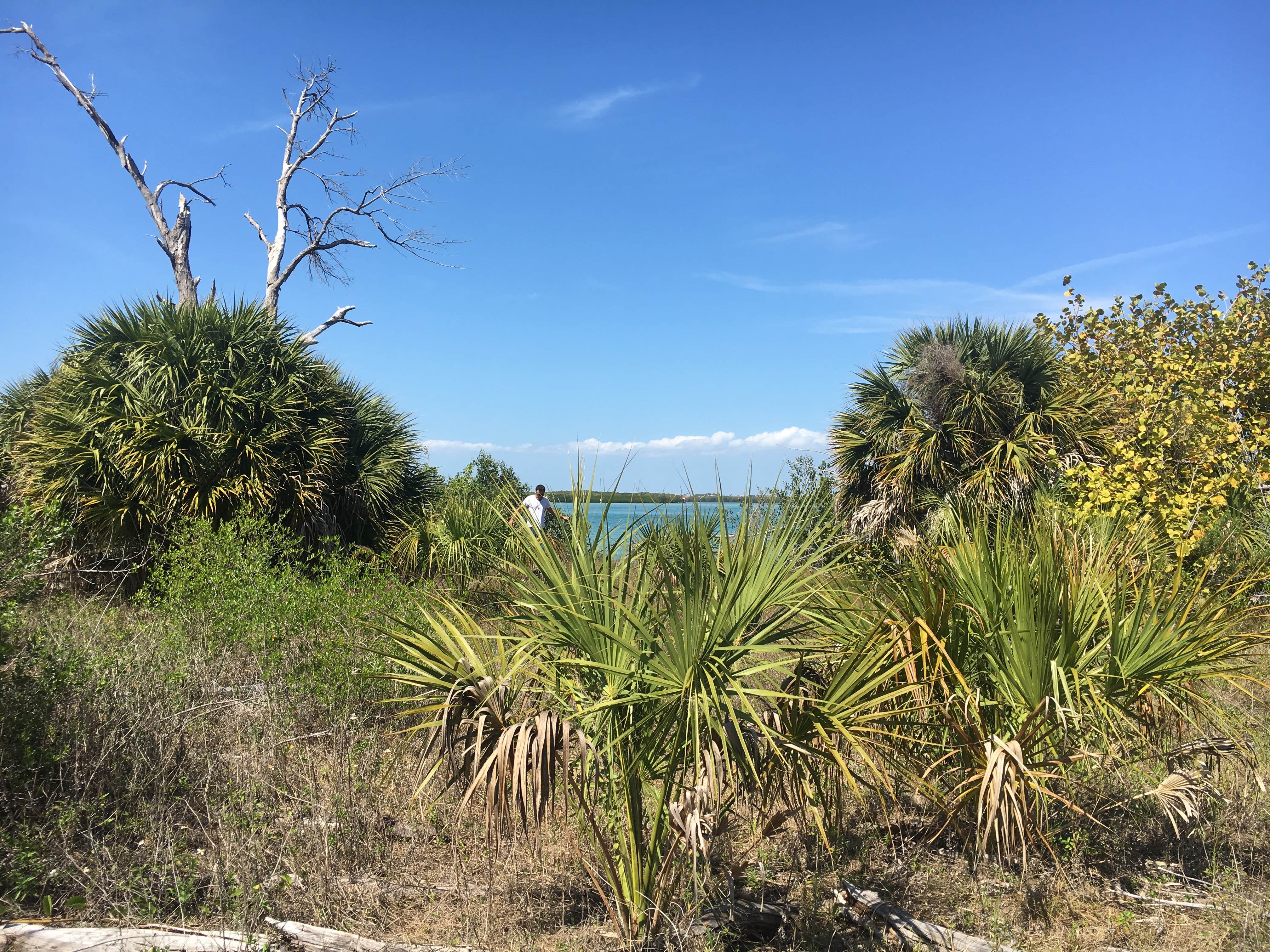 Camper submitted image from Shell Key Preserve - 5