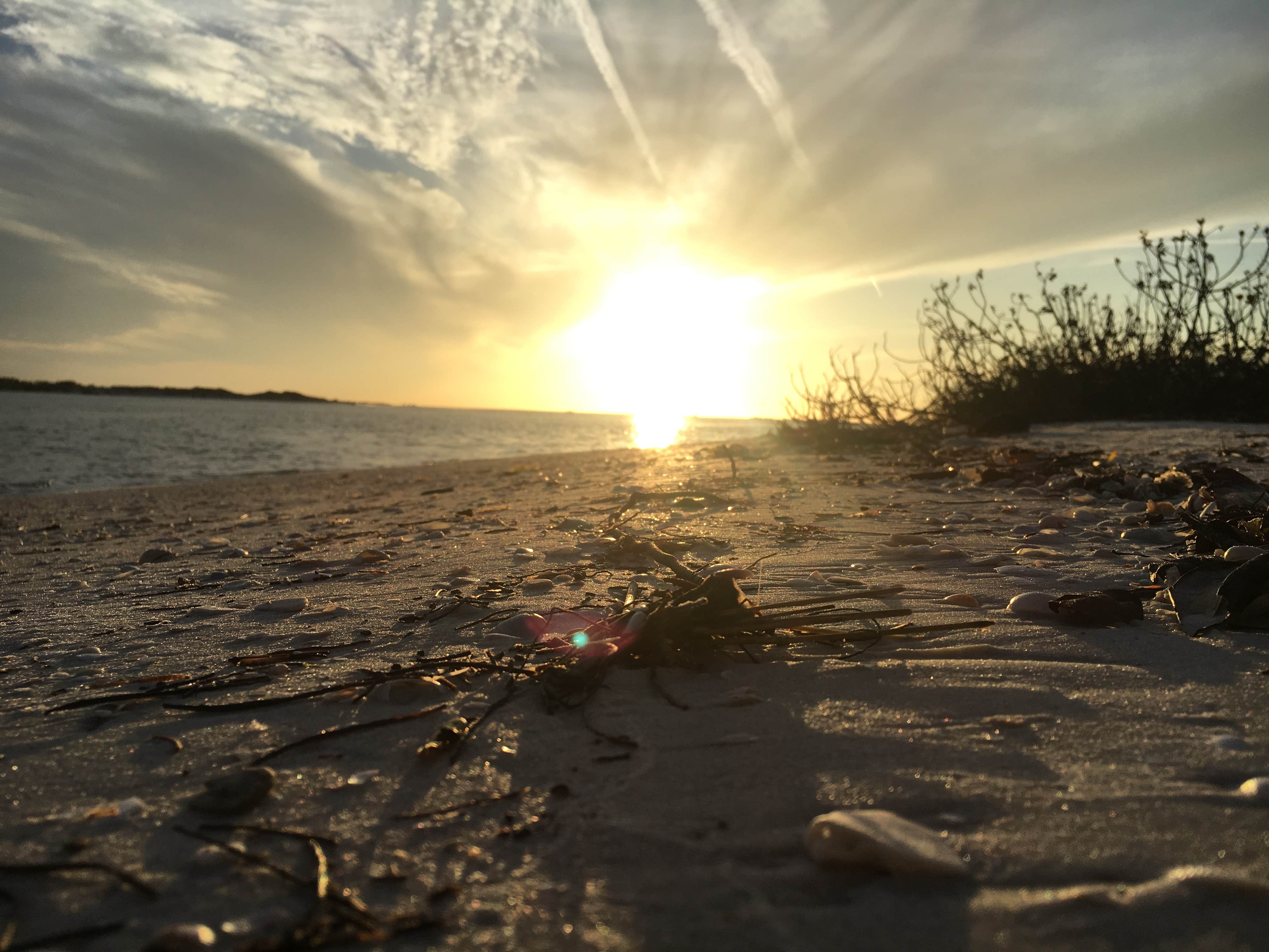 Alyssa D.'s photo of a dispersed camping area at Shell Key Preserve near Laurel, FL