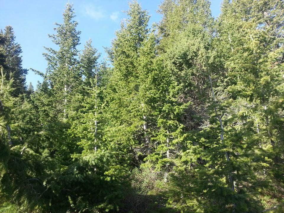 Camper-submitted photo at Silver City Campground near Kuna, ID