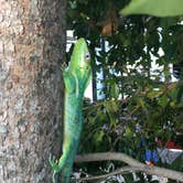 Review photo of John Pennekamp Coral Reef State Park Campground by Alyssa D., May 15, 2020