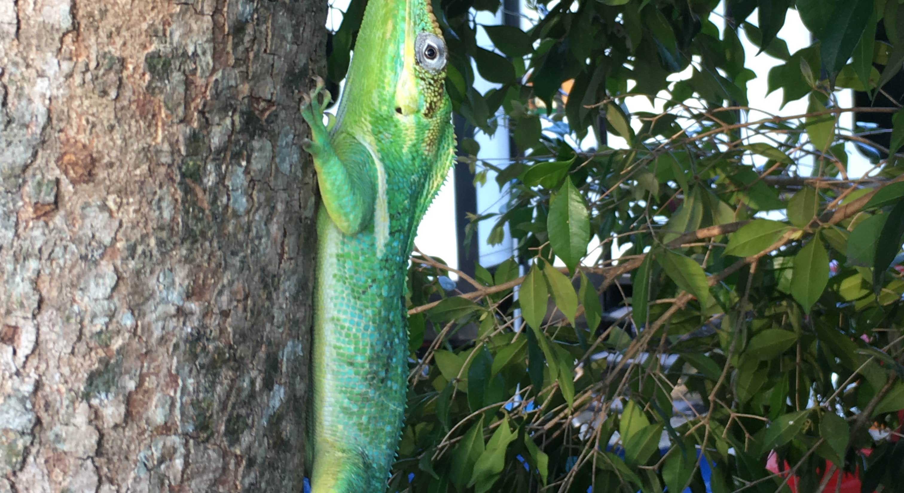 Lizard on Tree Near John Pennekamp Coral Reef State Park Campground