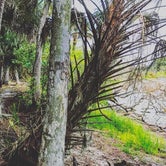 Review photo of Palmetto Ridge Campground — Myakka River State Park by Alyssa D., May 15, 2020