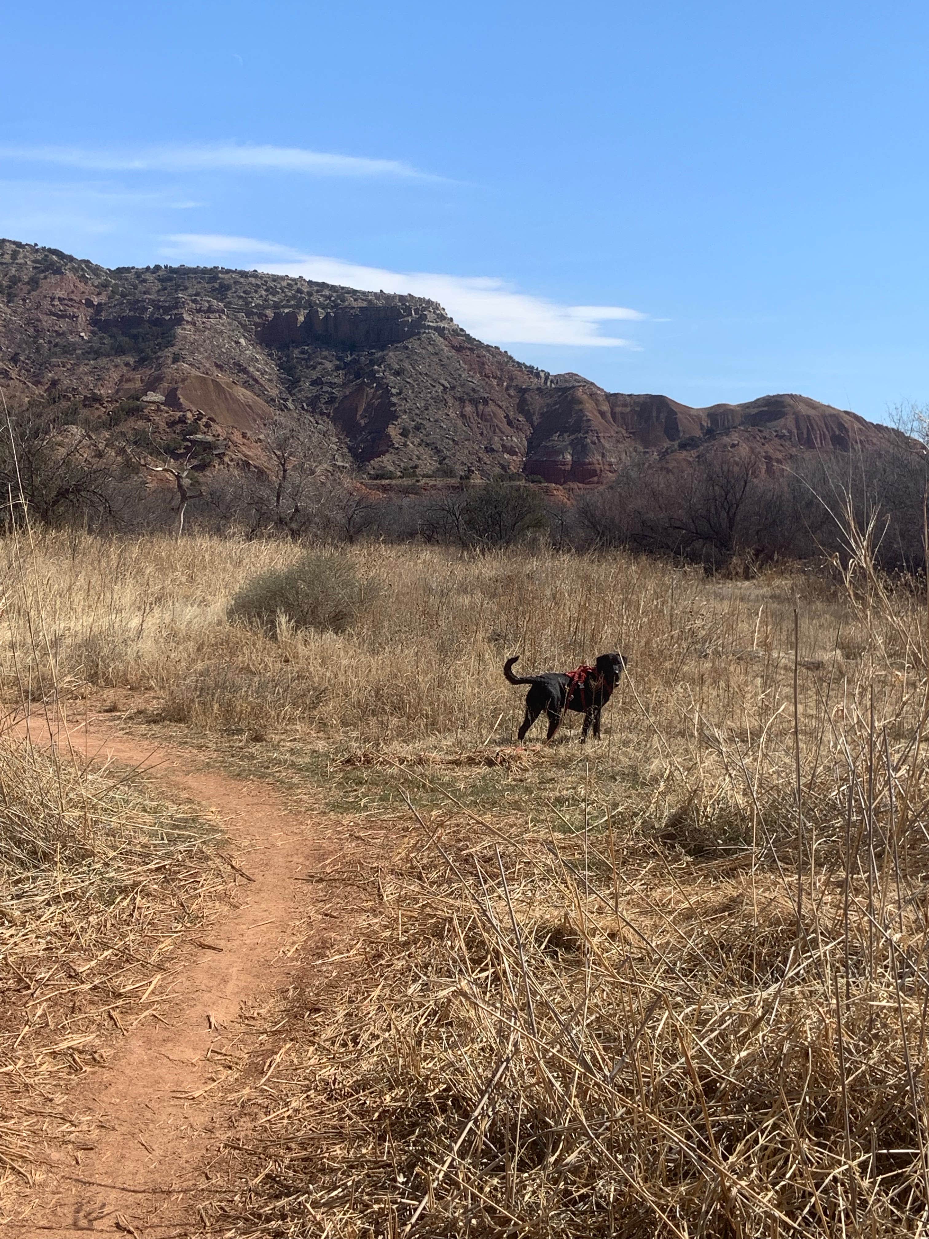 Robert  M.'s photo of camping with pets at Fortress Cliff Primitive — Palo Duro Canyon State Park near Amarillo, TX