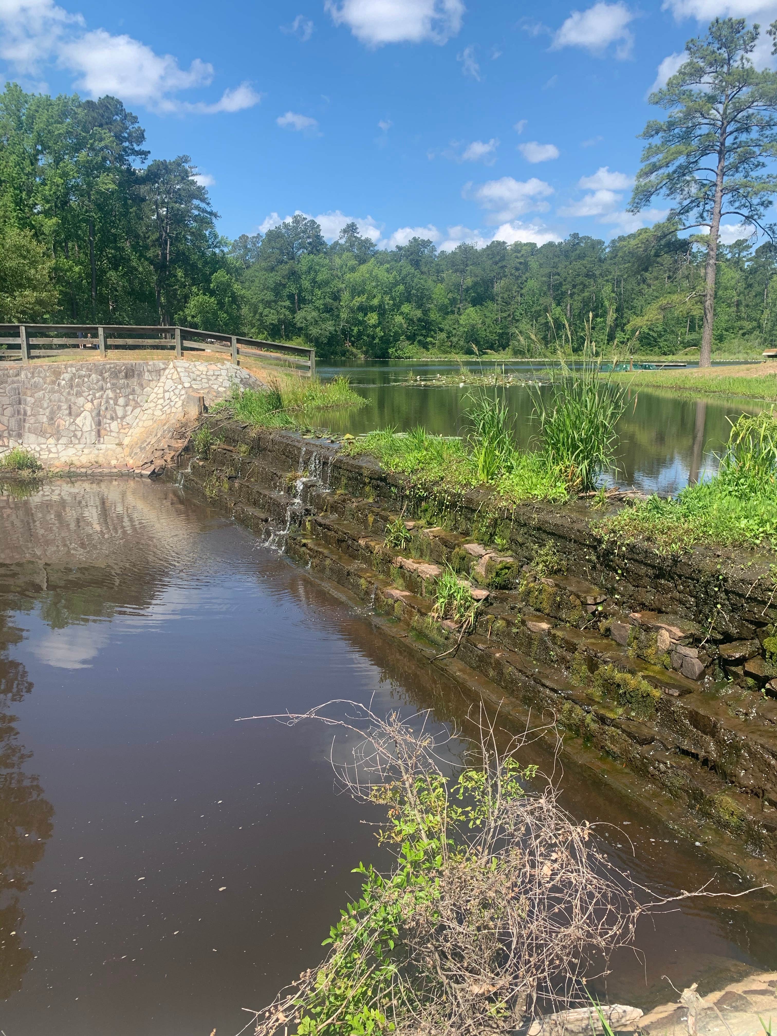 Camper submitted image from Barnwell State Park Campground - 4