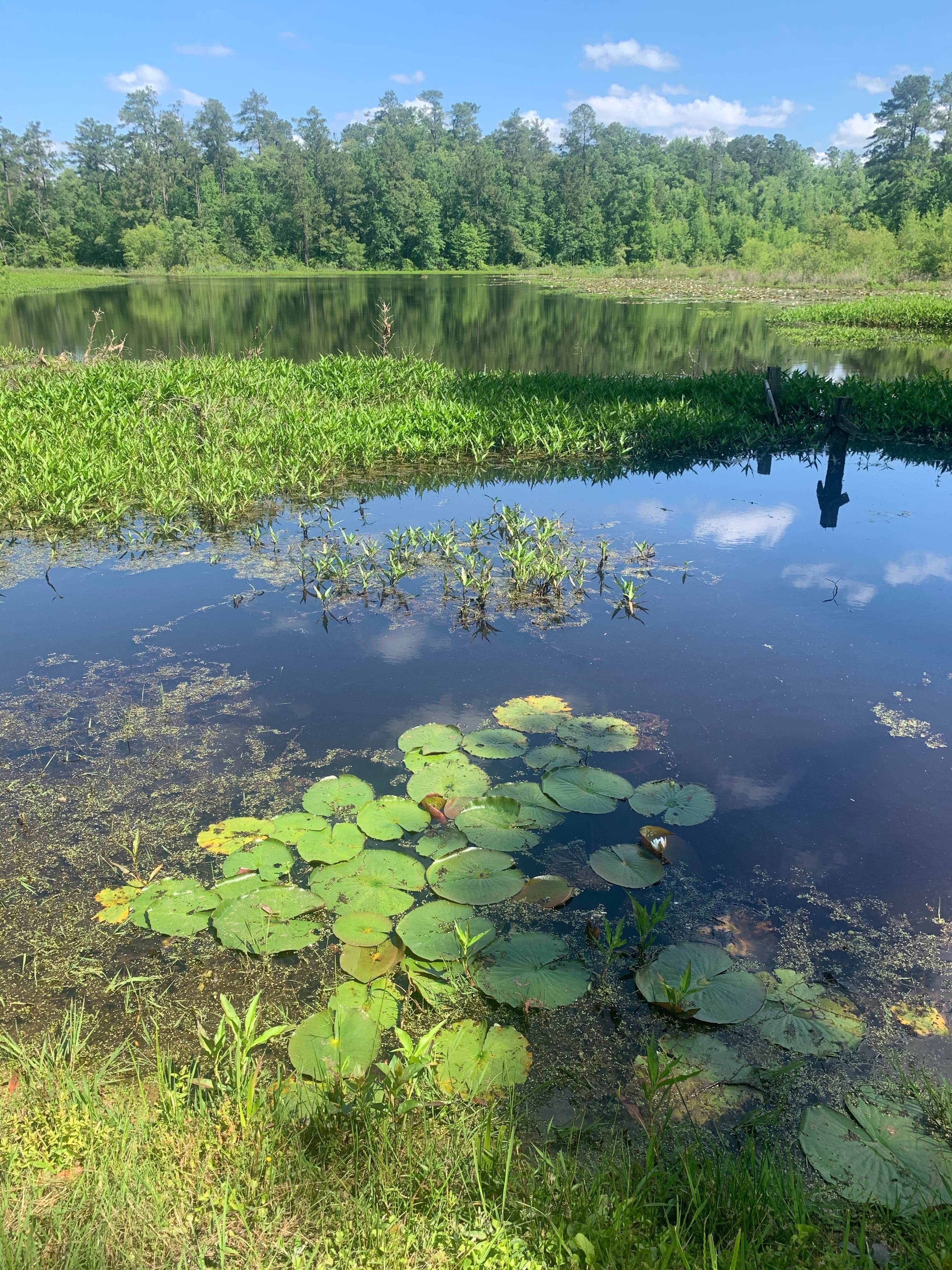 Camper submitted image from Barnwell State Park Campground - 3