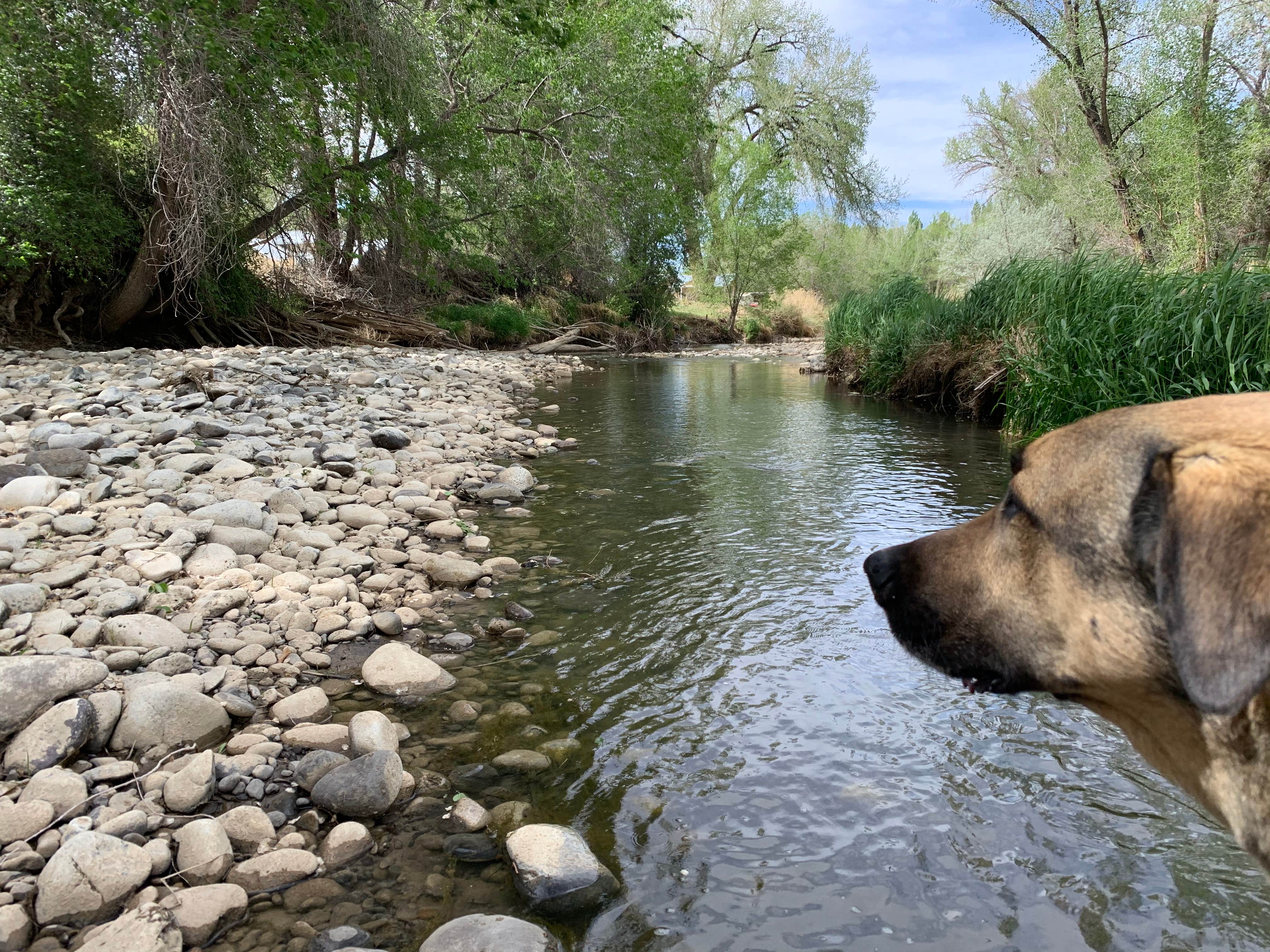 Camper-submitted photo at Uncompaghre River Resort near Delta, CO