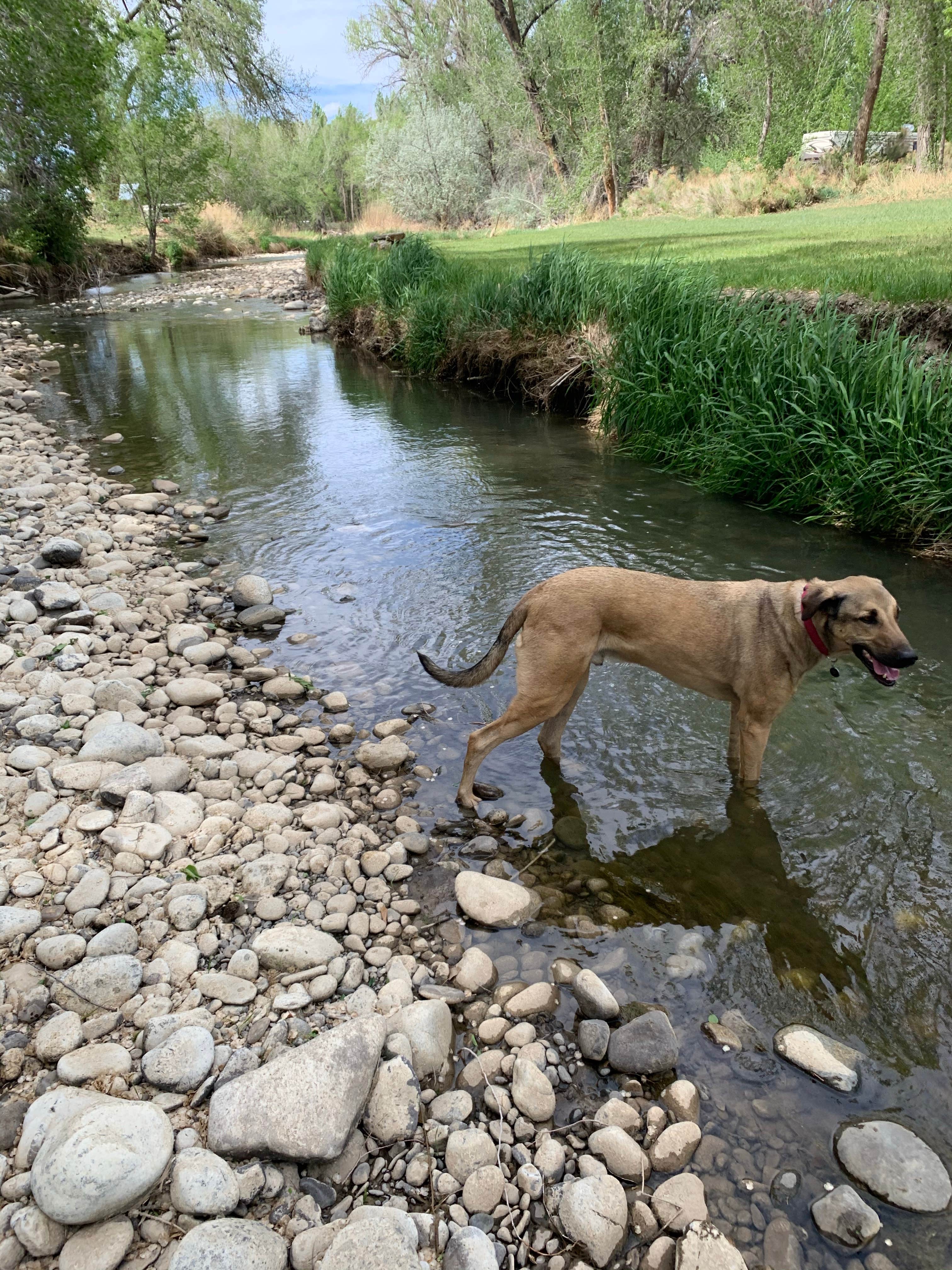 Camper-submitted photo at Uncompaghre River Resort near Delta, CO
