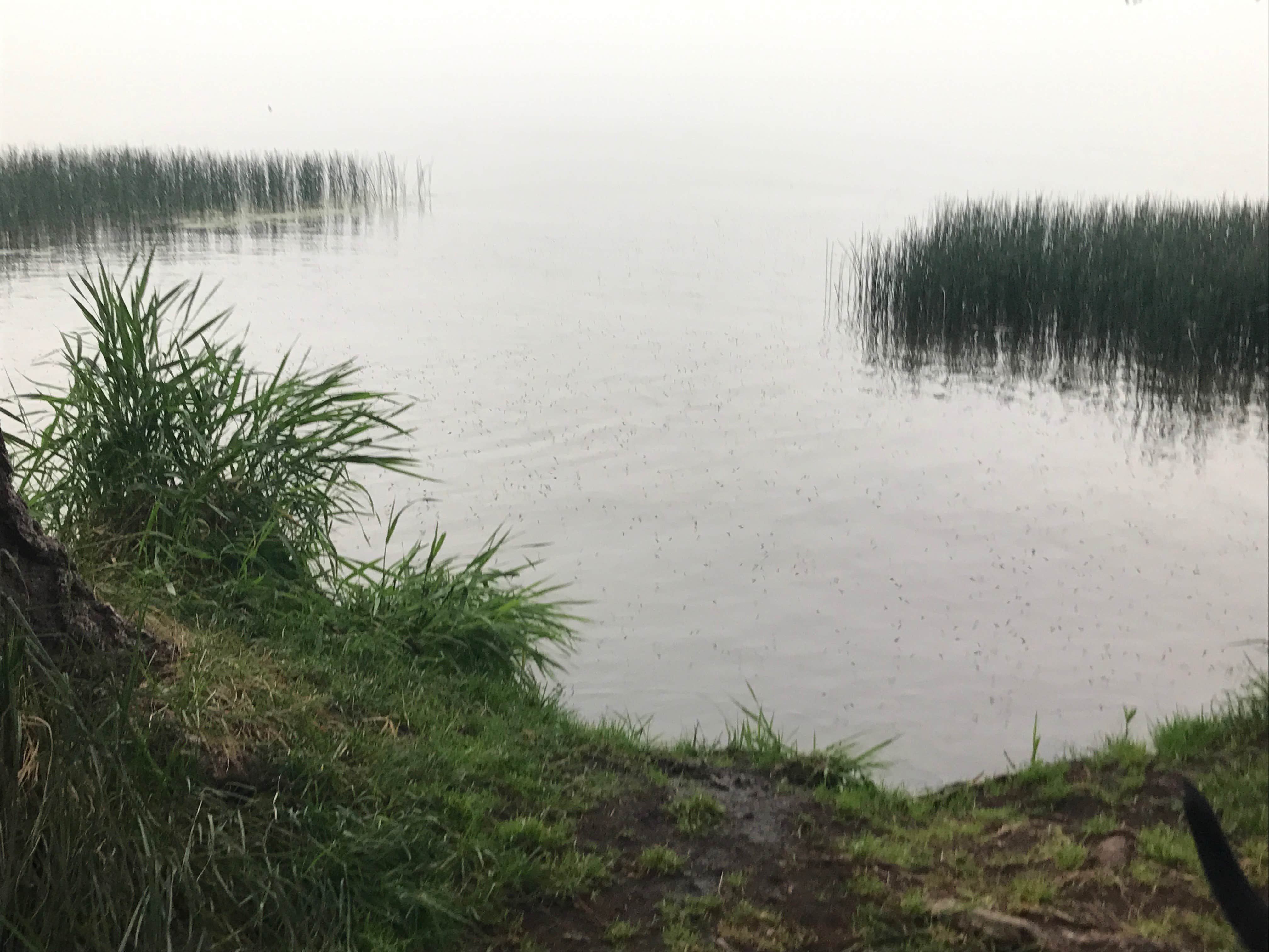 Camper submitted image from Thielsen View Campground - 2