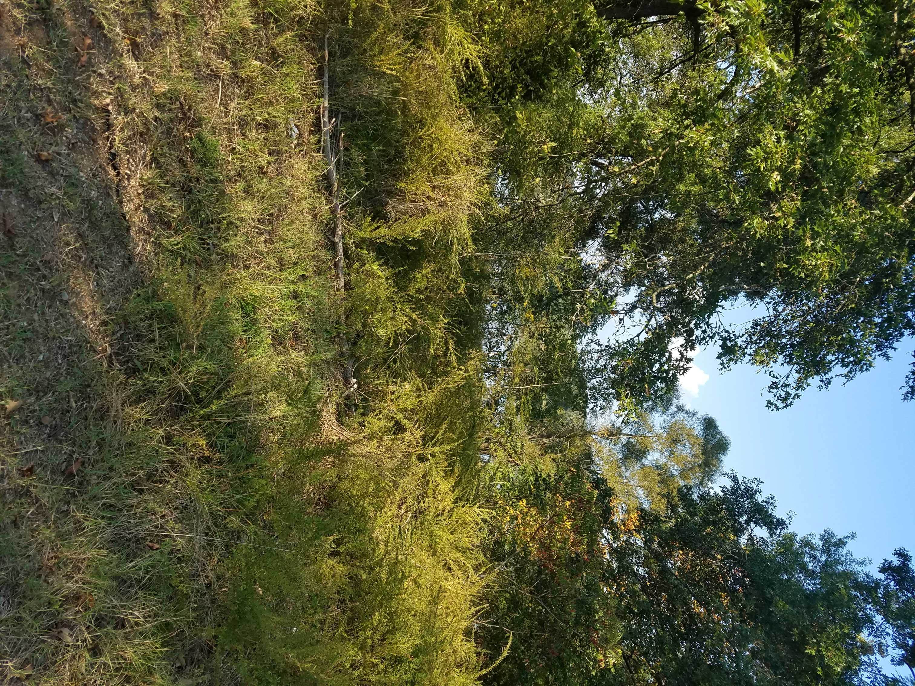 Camper-submitted photo at Meschan Bridge Ramp near Hopkinsville, KY