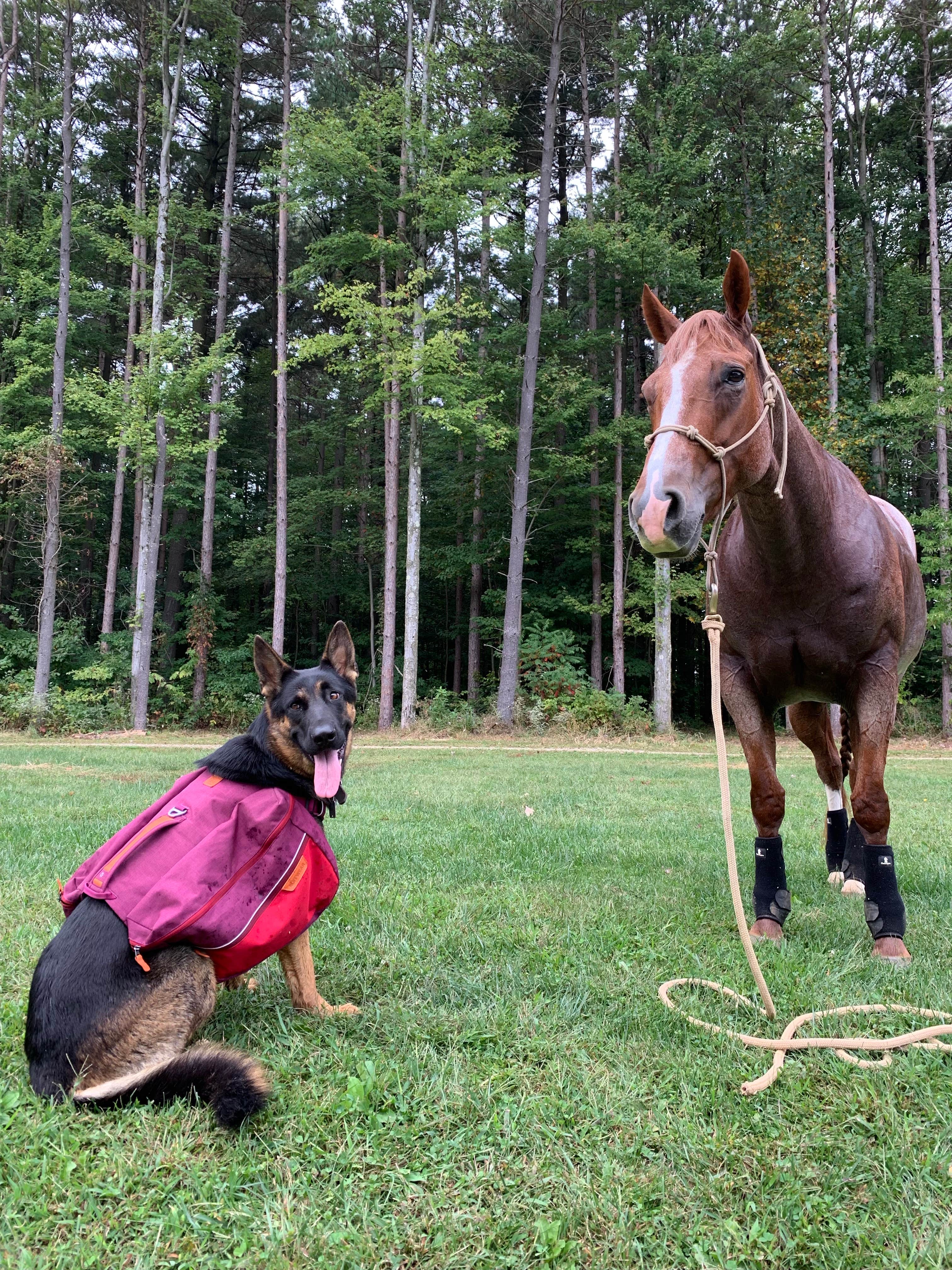 Kayla S.'s photo of camping with a horse at Mohican State Park Campground near Gambier, OH