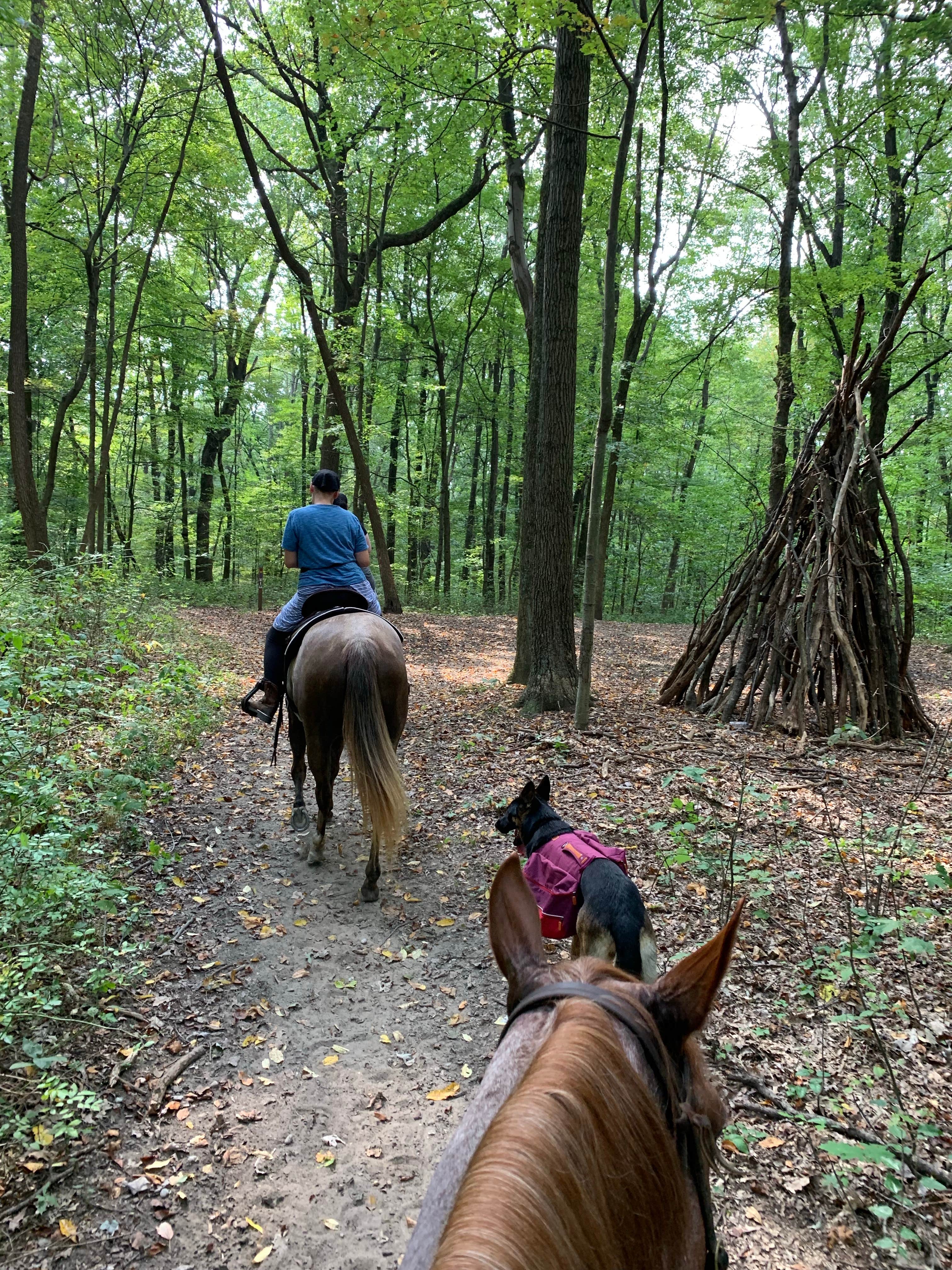 Kayla S.'s photo of camping with a horse at Mohican State Park Campground near Orrville, OH