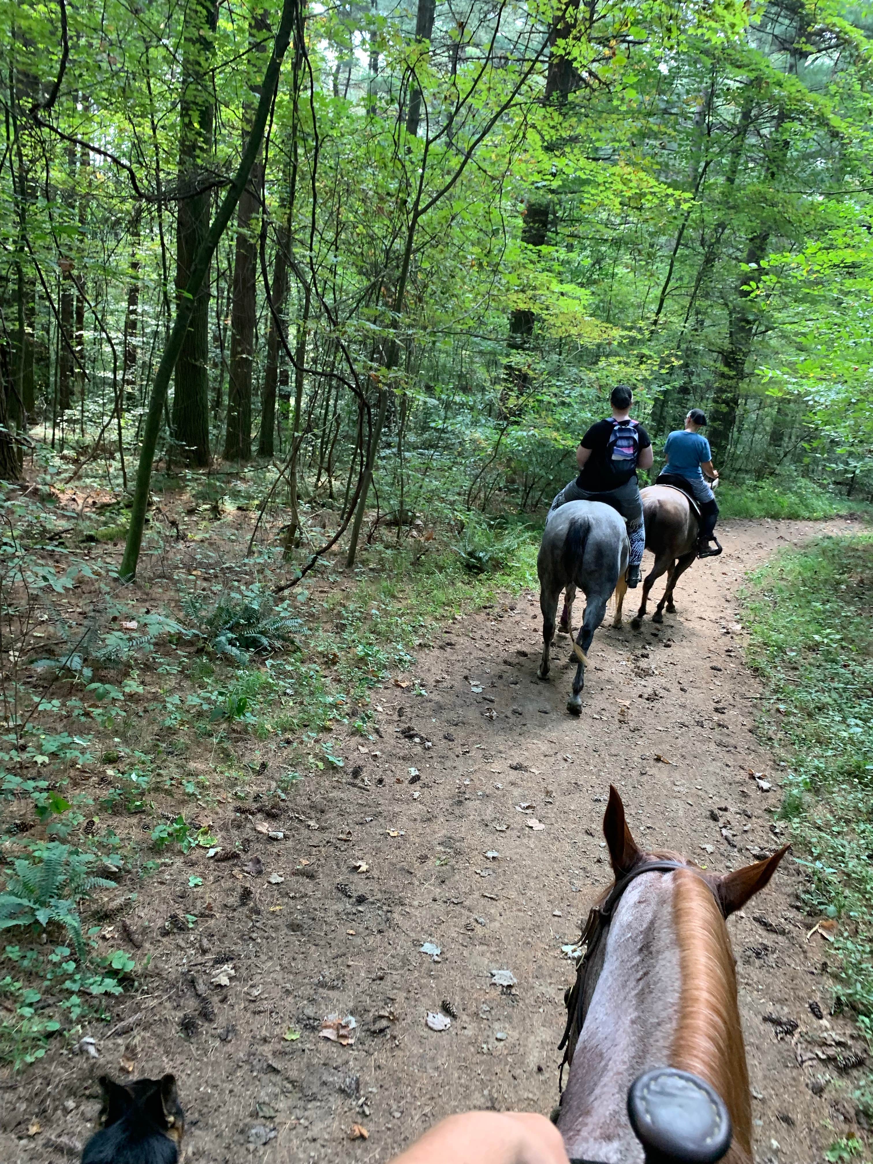 Kayla S.'s photo of camping with a horse at Mohican State Park Campground near Massillon, OH