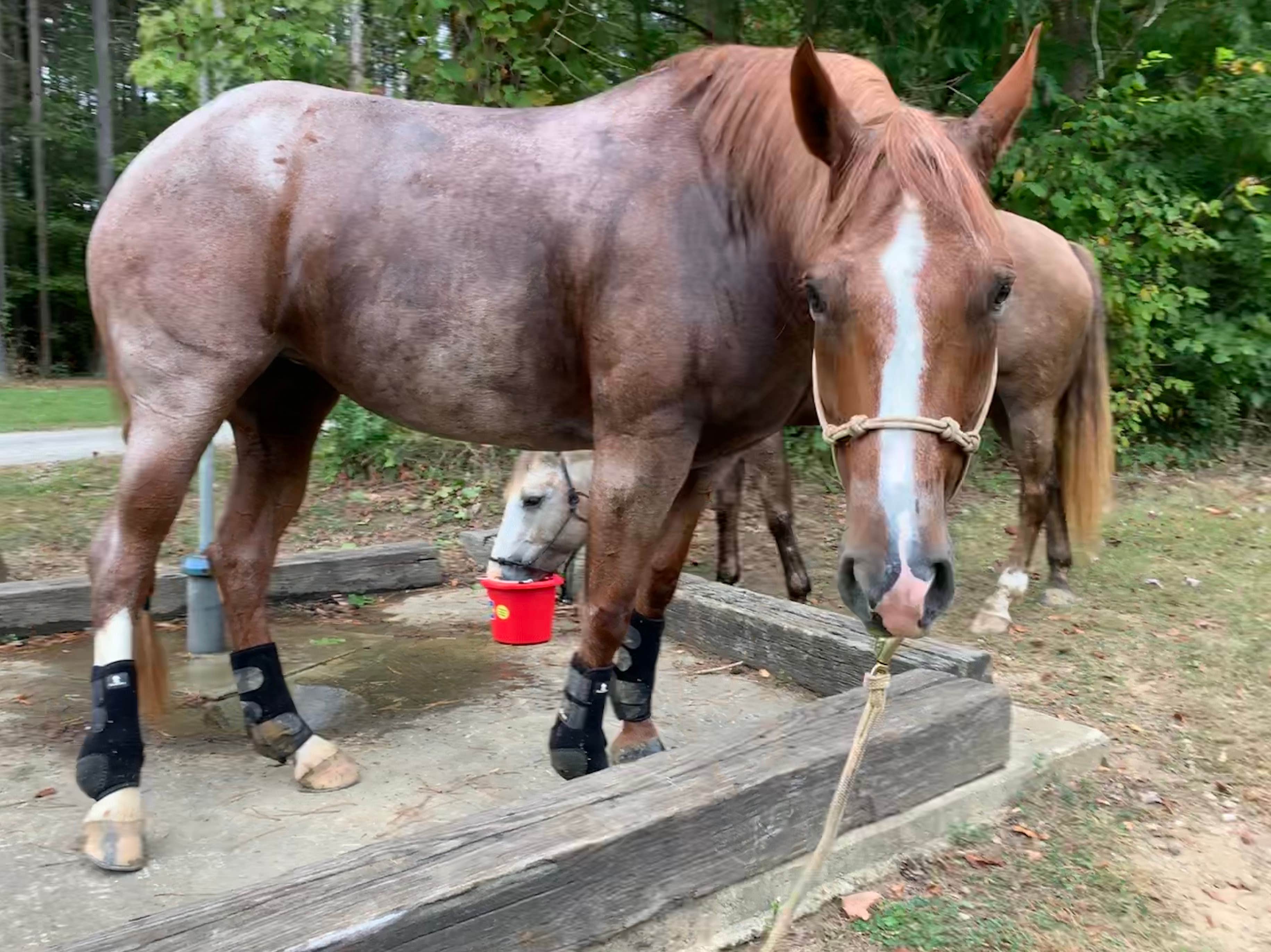 Water for the horses