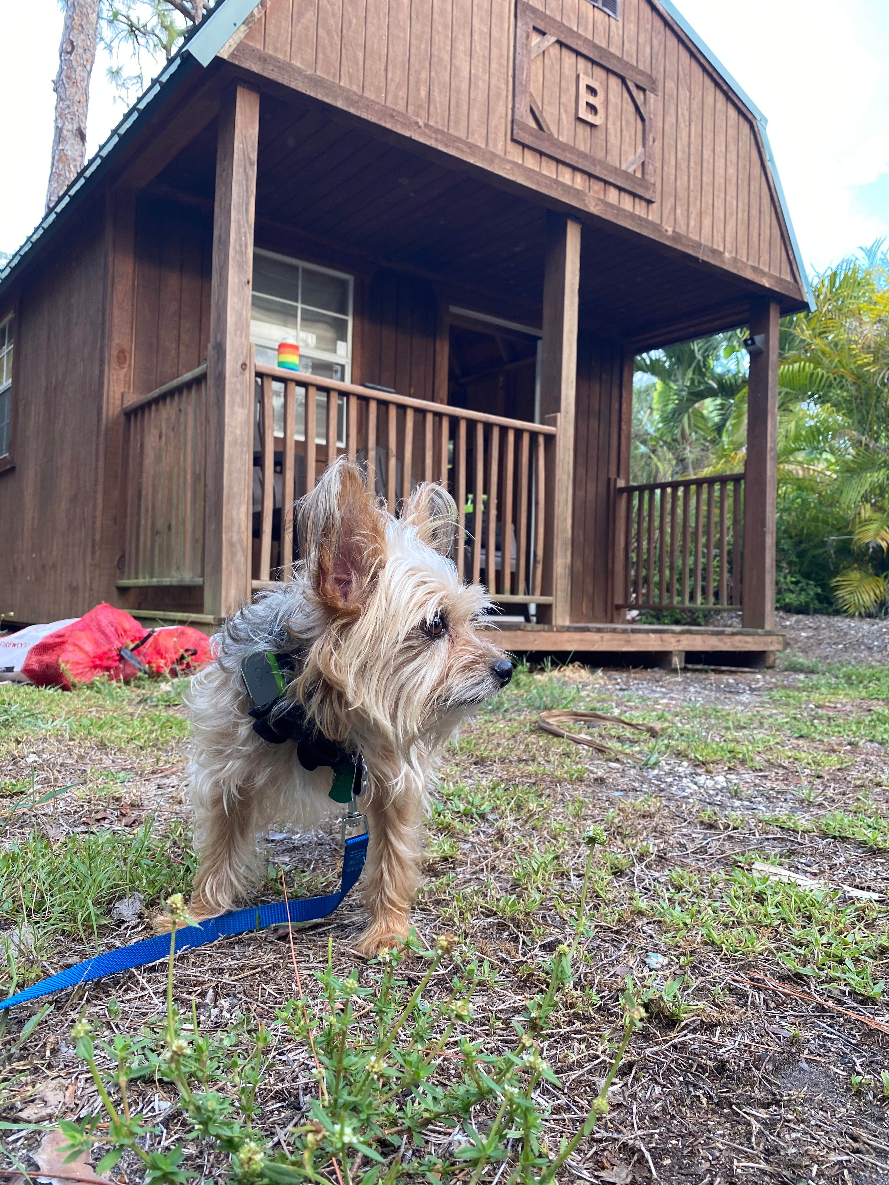 Alyssa D.'s photo of camping with pets at Trail Lakes Campground near Copeland, FL