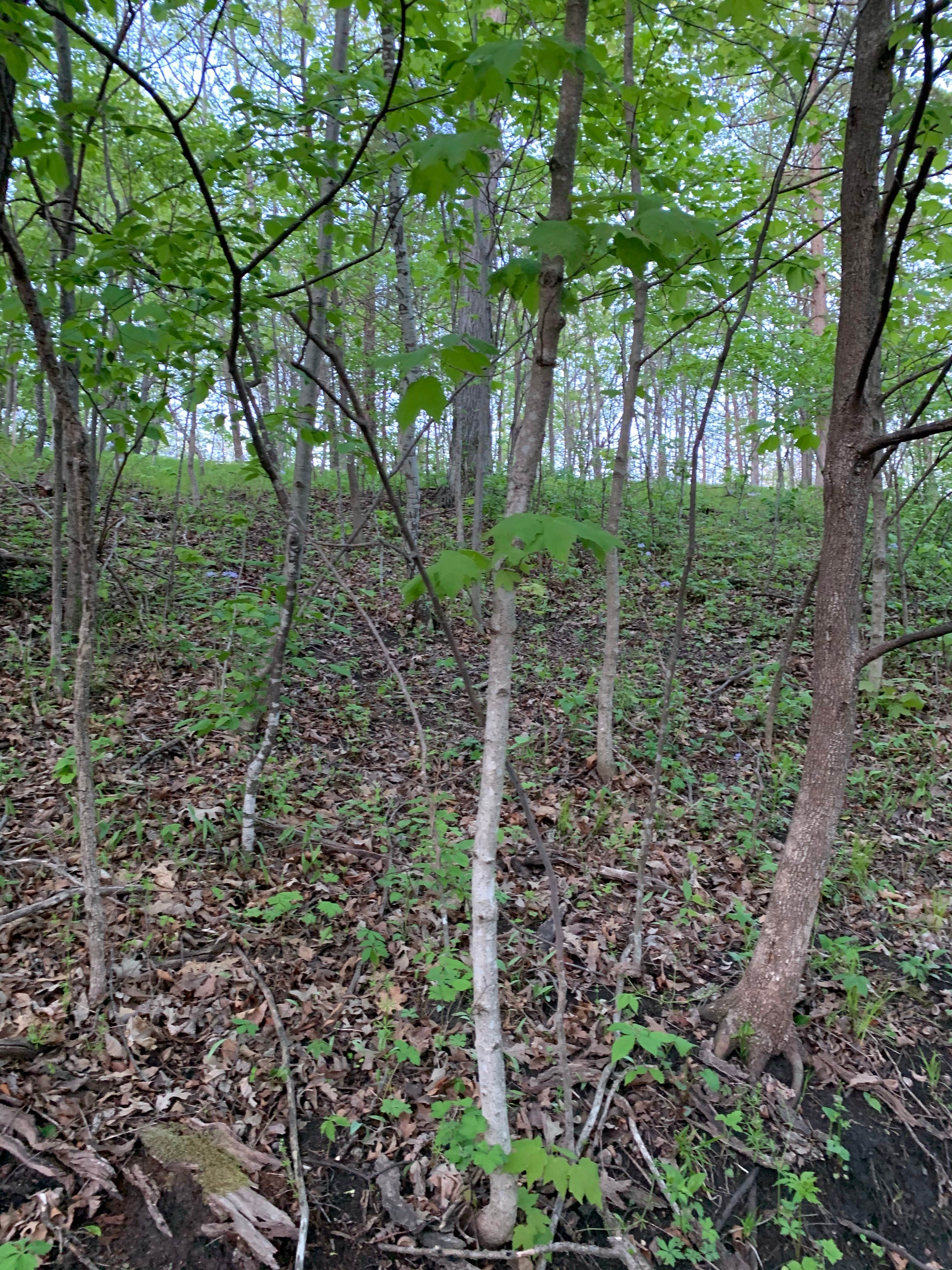 Camper-submitted photo at South Equestrian Campground — Brushy Creek State Recreation Area near Fort Dodge, IA
