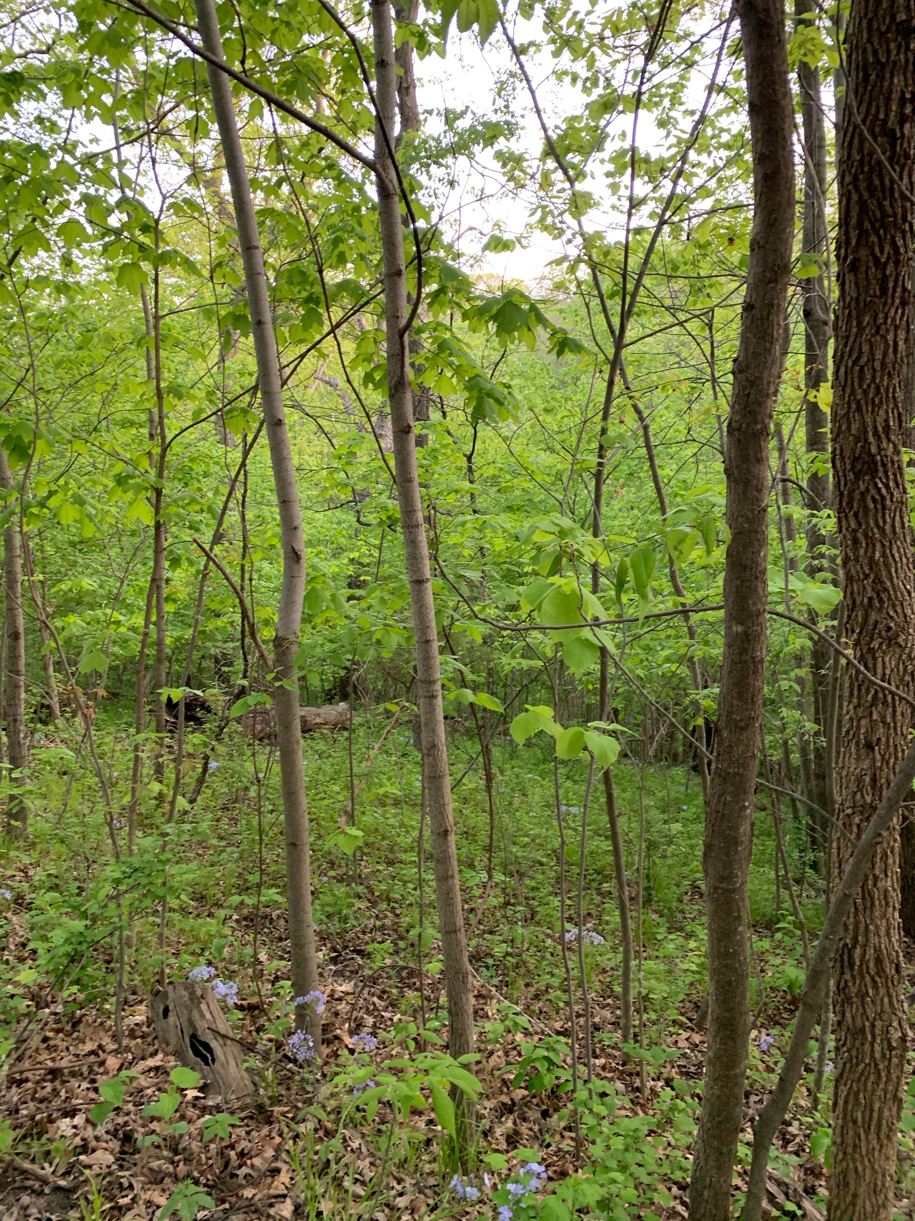 Camper-submitted photo at South Equestrian Campground — Brushy Creek State Recreation Area near Fort Dodge, IA