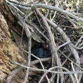 Review photo of Fontainebleau State Park Campground by Nicole R., May 12, 2020